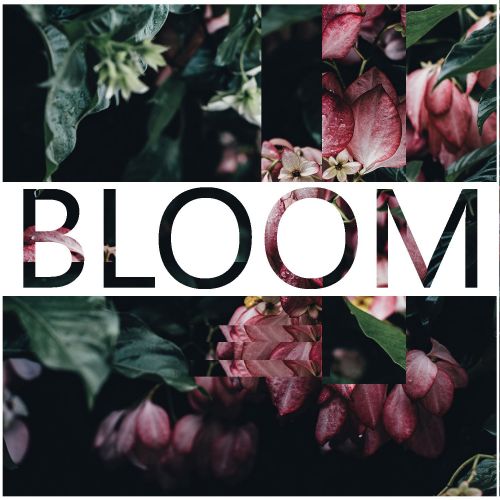 Bloom (Kontakt)